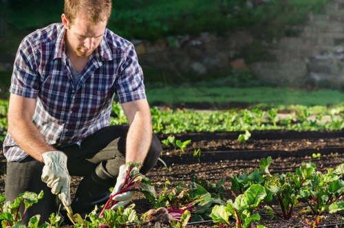 Healthy green lawn care in Hampton Hill garden