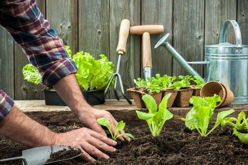 Garden maintenance in Hampton Hill with tidy lawns and trimmed hedges