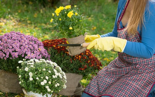 Healthy lawn care and edging as part of garden maintenance in Hampton Hill