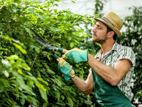 Image showing a recorded gardening complaint process