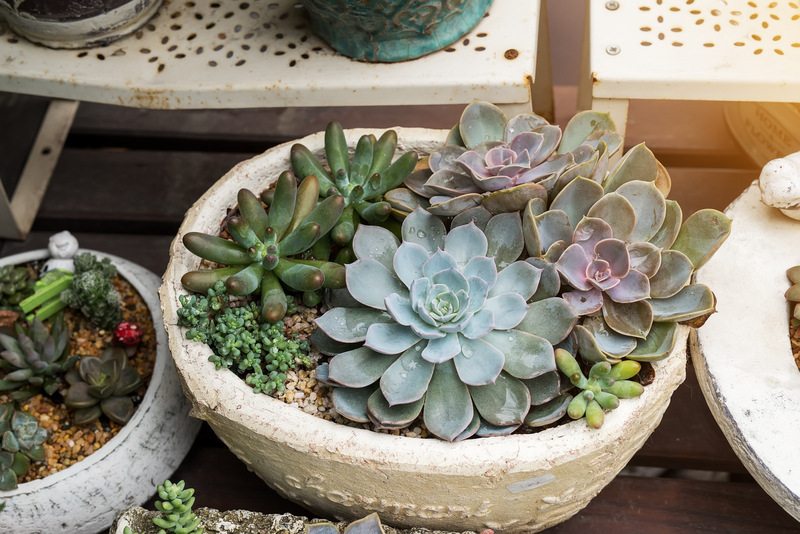 garden design garden