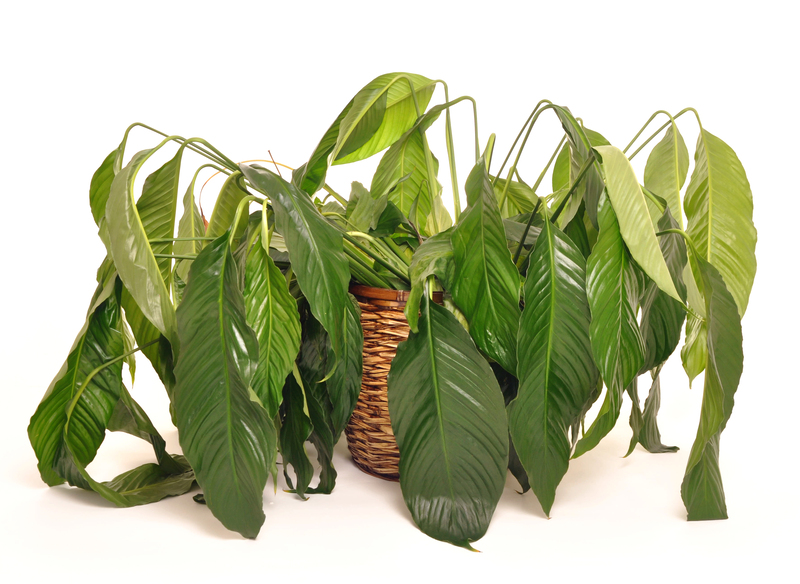 home plants
